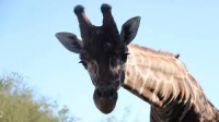 Refuerzan medidas para proteger a los animales del Centro Ecológico de Sonora por el calor extremo