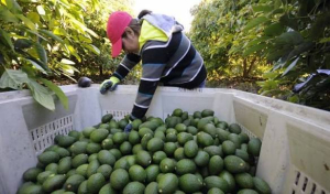 Reactivan a 100% la exportaci&oacute;n de aguacate mexicano a Estados Unidos