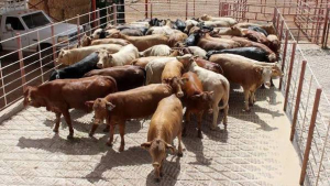 Detectan primer caso de gusano barrenador en Sonora