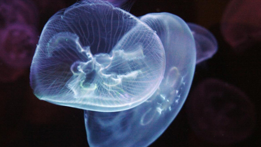 El futuro de la exploración submarina: medusas ‘cyborg’ potenciadas con tecnología