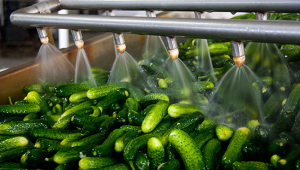 Experto CETYS analiza el impacto global del pepino de Baja California en el mercado internacional